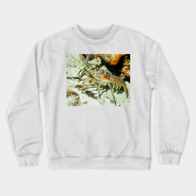 Caribbean Reef Lobster showing its beautiful colors Crewneck Sweatshirt by Scubagirlamy